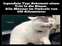 Lustige Reaktion der Katze auf Schmerz