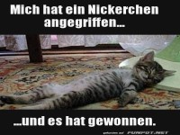 Nickerchen-Angriff erfolgreich beendet!