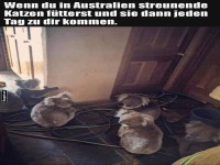 Koala-Kolonie strmt Haustr