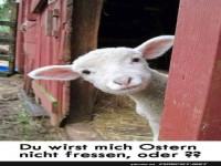 Lamm mit Oster-Bedenken