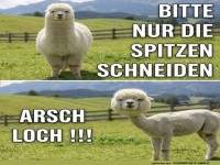 Wenn der Friseur die Anweisung missversteht