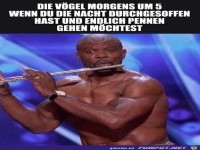Die Vögel morgens...