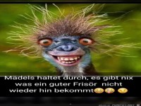 Fris�r