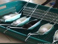 K�tzchen in Masken-H�ngematte