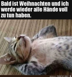 Katze-ist-im-Weihnachtsstress.jpg auf www.funpot.net