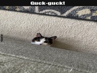 Neugierige Katze schaut hinter Sofa hervor