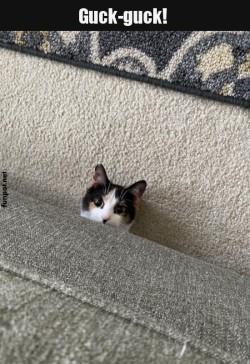 Neugierige-Katze-schaut-hinter-Sofa-hervor.jpg auf www.funpot.net