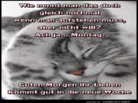 Montagsstimmung eines verschlafenen Ktzchens