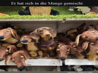 Echte Tarnkunst im Plschtierparadies!