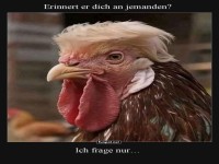 Wenn ein Hahn zur Style-Ikone wird