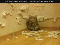 Kunstvolle Katzen-Kratz-Aktionen