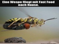 Wespe's schnelles Dinner to-go!
