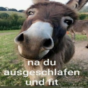 fun-Bild: Der ausgeschlafene Esel