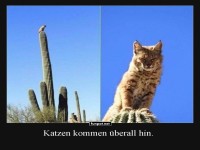 Katzen: Meister der Kaktusakrobatik