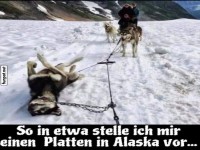 Alaskan Reifenpanne: Husky-Edition!