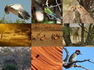 klicke hier, um die Datei herunterzuladen Kalahari 4