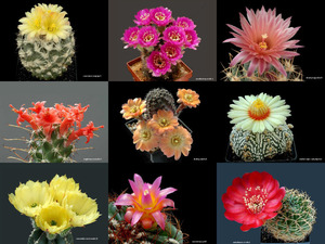 DC Cactus magnifiques J-F