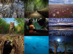 klicke hier, um die Datei herunterzuladen National Geographic