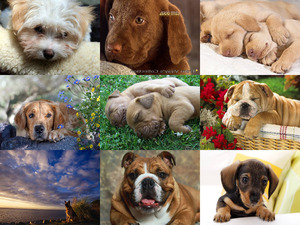 klicke hier, um die Datei herunterzuladen Cute Dogs