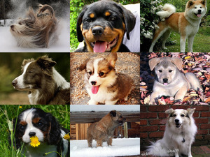 klicke hier, um die Datei herunterzuladen Hunde