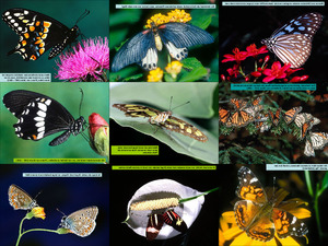 klicke hier, um die Datei herunterzuladen Butterflies
