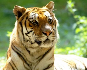 klicke hier, um die Datei herunterzuladen Tiger und andere Raubkatzen