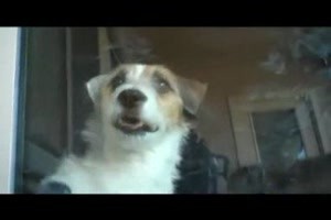 Ein Hund tressirter Hund