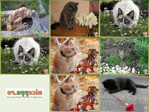 klicke hier, um die Datei herunterzuladen Super schöne Aufnahmen von Katzen