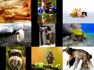 klicke hier, um die Datei herunterzuladen animals-1