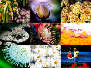 klicke hier, um die Datei herunterzuladen Blumentag
