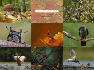 klicke hier, um die Datei herunterzuladen echt tolle Tierbilder