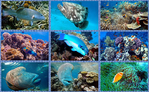 The Great Barrier Reef 