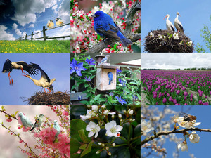 klicke hier, um die Datei herunterzuladen Der Frühling kommt