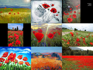 Coquelicots3 - Mohnblumen - Mireille 