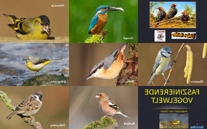 klicke hier, um die Datei herunterzuladen Faszinierende Vogelwelt