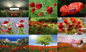 klicke hier, um die Datei herunterzuladen Mohnblumen ge
