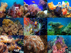 Schne Bilder von Korallen