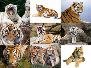 klicke hier, um die Datei herunterzuladen Tiger