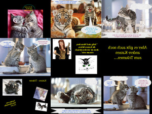 klicke hier, um die Datei herunterzuladen DER SUeSSE SCHWINDLER KATZEN