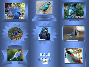 Blue Birds