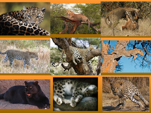 klicke hier, um die Datei herunterzuladen Leoparden