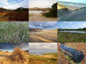 Schoorlse Duinen