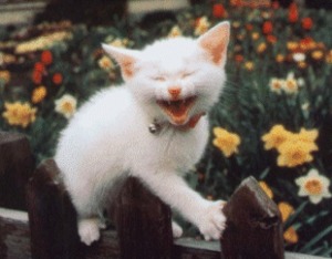 Kitty Laughing