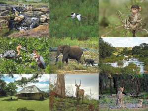 Krger National Park