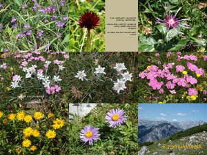 Schne Aufnahmen von jetzt blhenden Alpenblumen