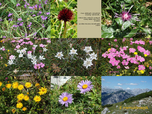 klicke hier, um die Datei herunterzuladen Schöne Aufnahmen von jetzt blühenden Alpenblumen