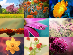 klicke hier, um die Datei herunterzuladen Traumhafte Aufnahmen von Blumen und Blüten