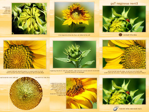 klicke hier, um die Datei herunterzuladen Sonnenblume