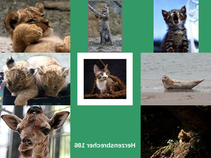 klicke hier, um die Datei herunterzuladen Herzensbrecher - Bilder von Tierbabys