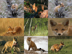 Fuchs-Fox